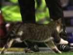 Gato invade jogo do Liverpool e ganha 30 mil fãs no Twitter